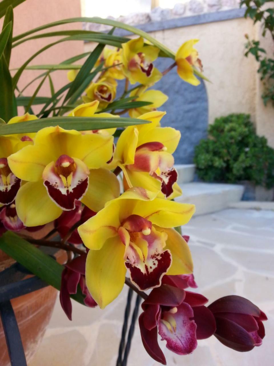 Les Citronniers D'azur Villa *